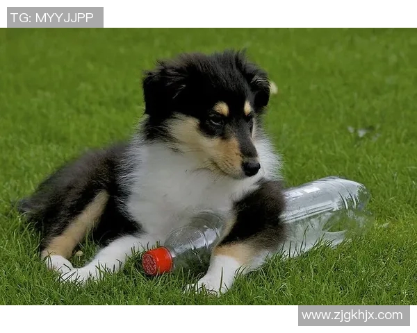 足球明星与爱犬共度闲暇时光精彩视频曝光引发网友热议 足球明星与爱犬共度闲暇时光精彩视频曝光引发网友热议