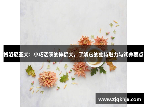 博洛尼亚犬：小巧活泼的伴侣犬，了解它的独特魅力与饲养要点